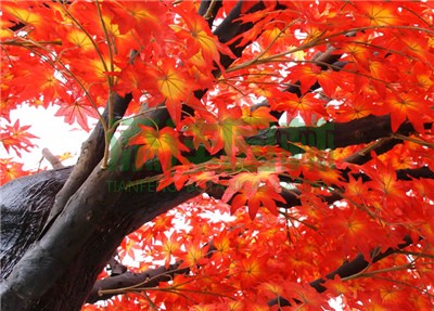 仿真楓樹(shù)，仿真紅楓，仿真綠楓，仿真紅綠楓